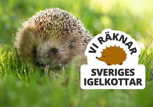 Bild Var med och räkna igelkottar!